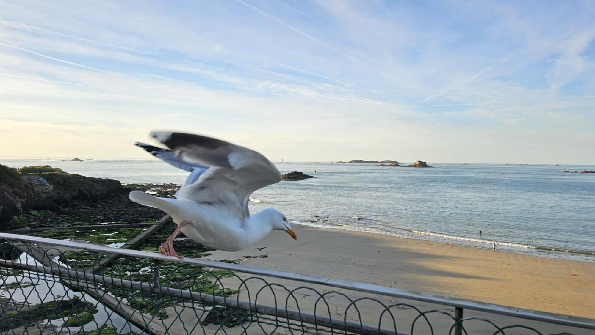 Vue Pleine Mer A La Perle Marine - La Terrasse Dinard Ngoại thất bức ảnh